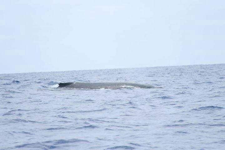 Moorea Temae Bungalow Lory Bord De Mer المظهر الخارجي الصورة