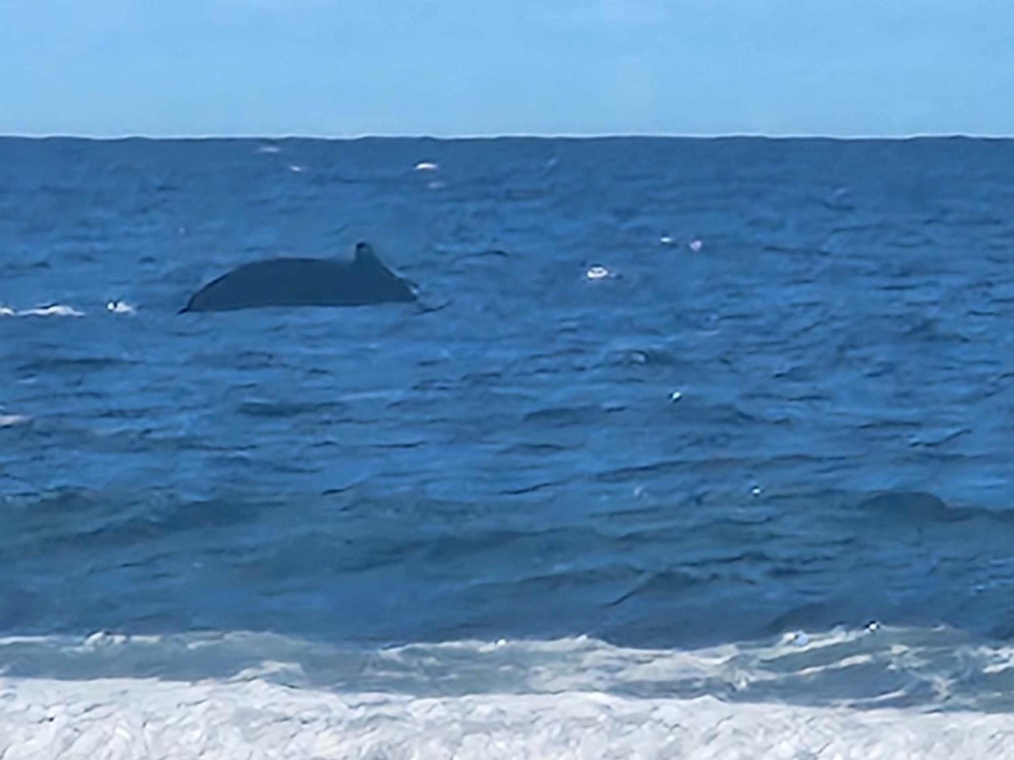 Moorea Temae Bungalow Lory Bord De Mer المظهر الخارجي الصورة